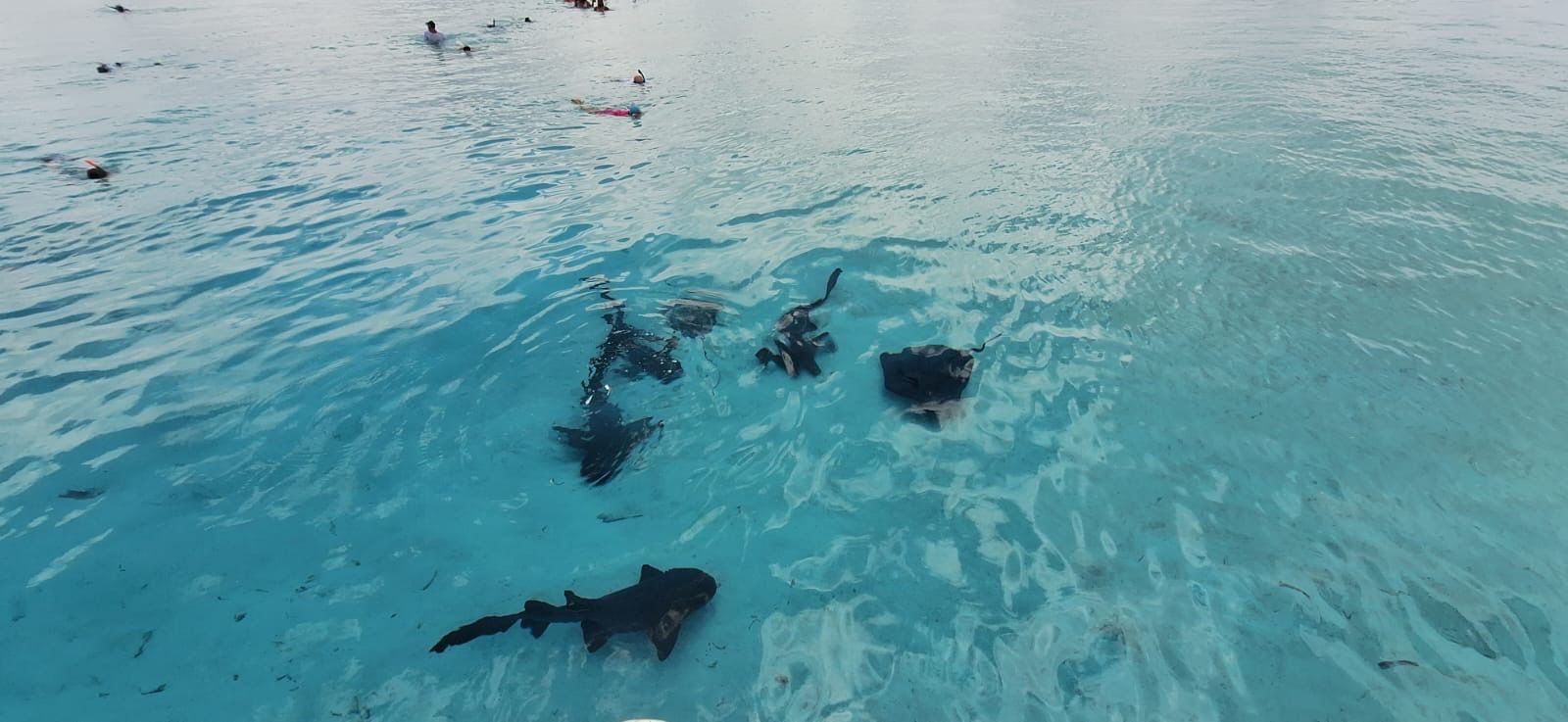 Snorkeling Adventure