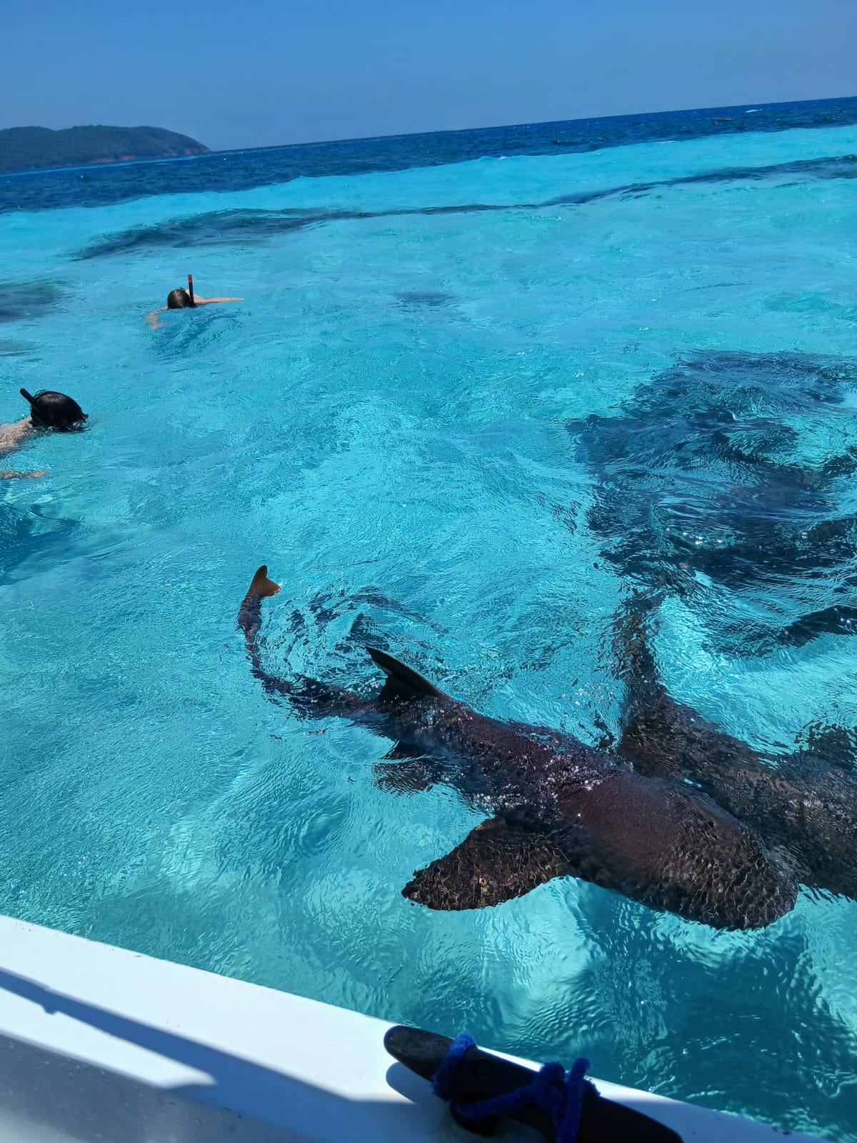 Snorkeling Roatan